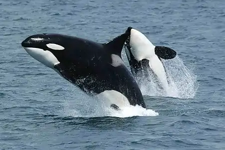 Two black and white dolphins