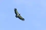 King vulture sighted in the area