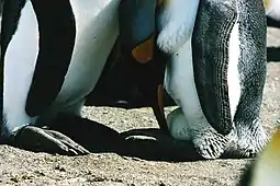 King penguins parents changing the egg guard at South Georgia Island.