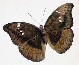 Dorsal view (female)