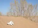 Most of the area is covered with sand dunes.