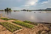 Kitchen garden on a Mekong bank, Don Loppadi