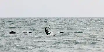 Endangered Black sea common dolphins with a kite-surfer off Sochi