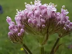 Valeriana dioica or marsh valerian