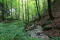 A stream in the forest