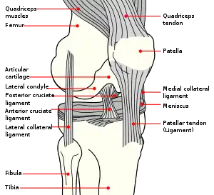 Knee diagram.svg