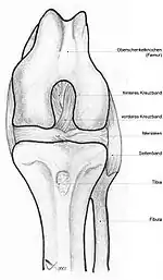 Image 53Dog knee (from Dog anatomy)