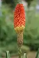 Kniphofia uvaria