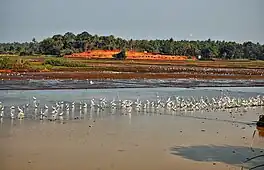 A view of Kole Wetlands with birds