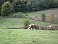 Grazing cattle