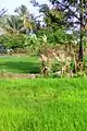 Kollengode is full of green paddy fields