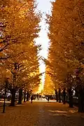 the Ginkgo Street in autumn