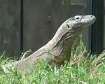 Komodo dragon at the Reptile Discovery Center