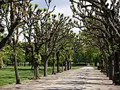 A tree-lined path