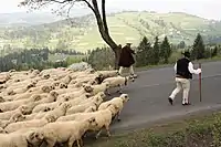 Shepherds in Silesian Beskids