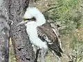 Kookaburra - Dacelo novaeguineae