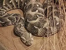 Puff adder