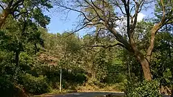 Summer view of a tea estate near Koppa