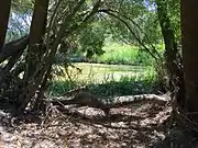 The western riverbank of Kororoit Creek, south of Forrest St.