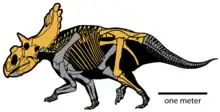 Diagram of a dinosaur skeleton on four legs