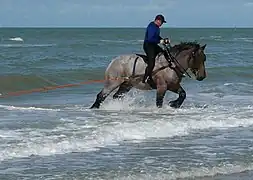 Crab fishing in Brendene, Belgium.