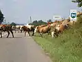 Entering Volica (cattle crossing the road, fittingly for the village's name)