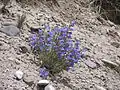 Blooming plant in early July