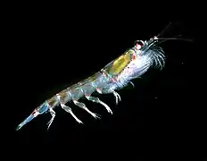 Krill