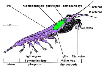 Image 21Body structure of a typical crustacean – krill (from Crustacean)