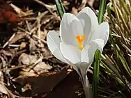 Style and stigma projecting above petals of flower