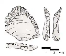 Ksar Akil flake made by Levallois technique. Found on the surface at Ksar Akil, Lebanon. Another point type typical of the Ahmarian culture (Northern Facies).