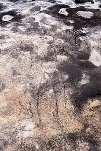 Image 25Petroglyph in Sydney's Ku-ring-gai Chase National Park (from History of New South Wales)