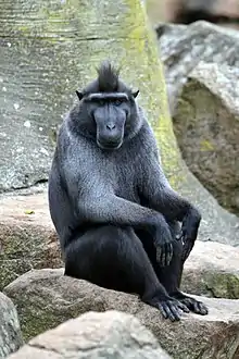 Gray monkey