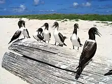 Young masked boobies (Sula dactylatra) on Green Island, Kure Atoll