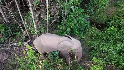 A forest elephant