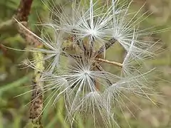 Fruit (cypselas)