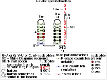 L2 ribosomal protein leader