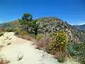 Montane chaparral ecotone with the Mojave Desert. Yellow sulphurflower buckwheat flowers in foreground.