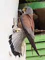 Male lesser kestrel feeding chicks