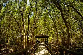 Las Piñas–Parañaque Wetland Park