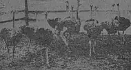 1909 newspaper photo of Ford's Ostrich Farm at Luna Park, Scranton