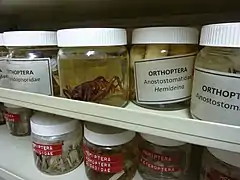 Ethanol-preserved specimens, including wētā