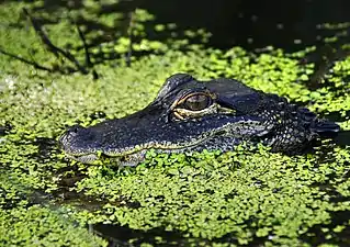 Young alligator at Audubon Lookout