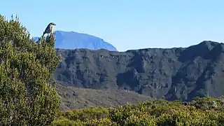 View of Piton des Neiges from Commerson