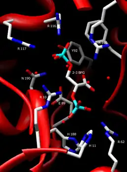 2-3 Bisphosphoglycerate in the active site of Bisphosphoglycerate Mutase.  Depicted and labeled are the residues that assist in holding the substrate in place: Arg10, Arg62, Arg100, Arg116, Arg117, His11, His188, Tyr92, Asn190, Glu89.