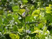 Lablab bean and bean flower cultivated in West Bengal