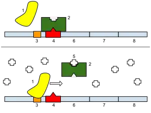 Image 16The lac operon. Top: repressed. Bottom: active.1: RNA Polymerase, 2: Repressor, 3: Promoter, 4: Operator, 5: Lactose, 6–8: protein-encoding genes, controlled by the switch, that cause lactose to be digested (from Evolutionary developmental biology)