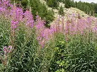 Flowers on the side of the lake