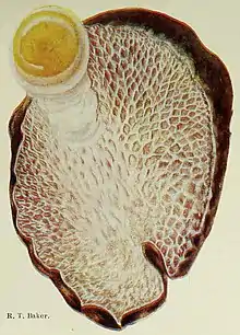 Reproduction of a watercolour made by R. T. Baker, of the "Laccocephalum mylittae" sporophore