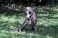 Lace monitors fighting